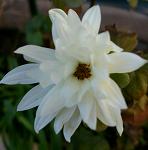 ファイル 130-2.jpg