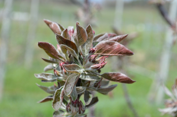 ファイル 26-1.jpg