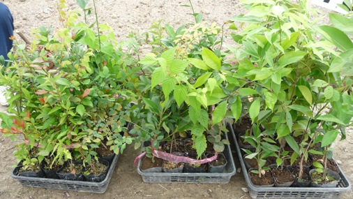 ファイル 34-3.jpg