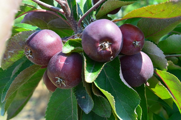 ファイル 35-1.jpg