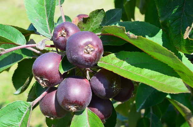 ファイル 35-2.jpg