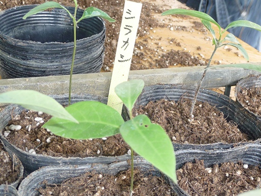 ファイル 38-1.jpg