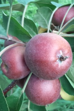 ファイル 42-1.jpg