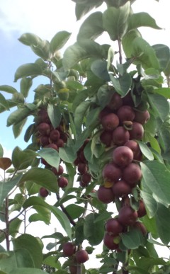 ファイル 42-2.jpg