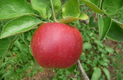 ファイル 44-1.jpg