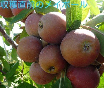 ファイル 48-3.jpg