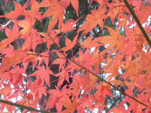 ファイル 59-1.jpg