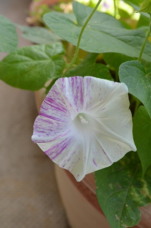 ファイル 71-1.jpg