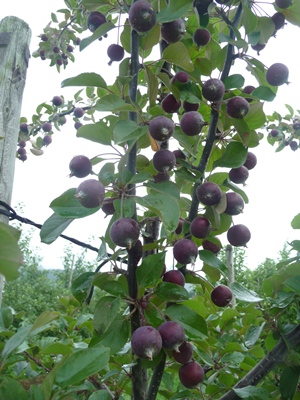 ファイル 74-2.jpg