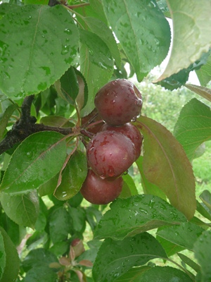 ファイル 74-3.jpg